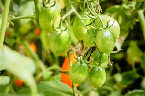 Italian Plum Tomatoes Plant Growth In Organic Greenhouse Garden Ready