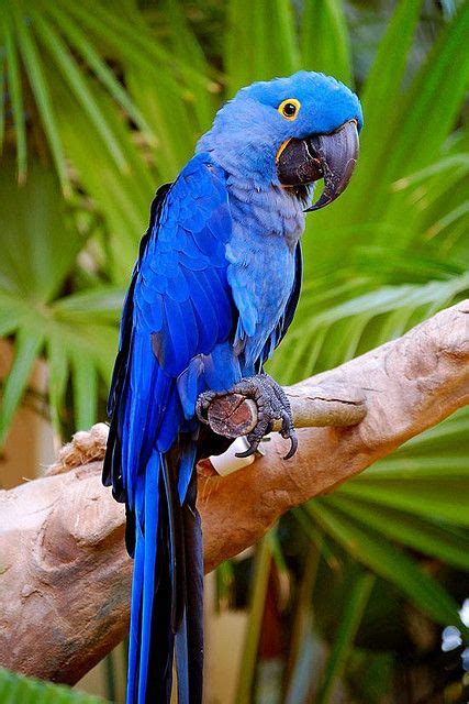 Blue Parrot With A Wise Smile Pet Birds Parrot Parrot Pet
