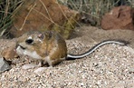 Kangaroo rat | Adaptations, Habitat & Diet | Britannica