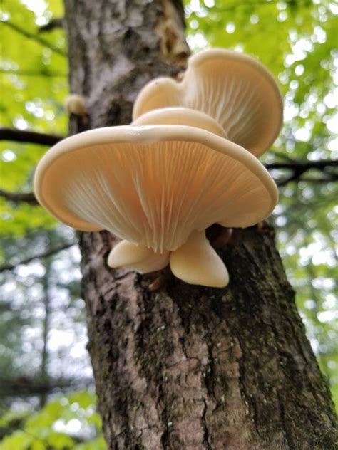 May Mushroom Of The Month The Spring Oyster Pleurotus Populinus