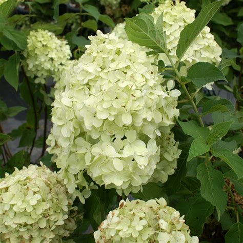 Limelight Hydrangea Trees For Sale