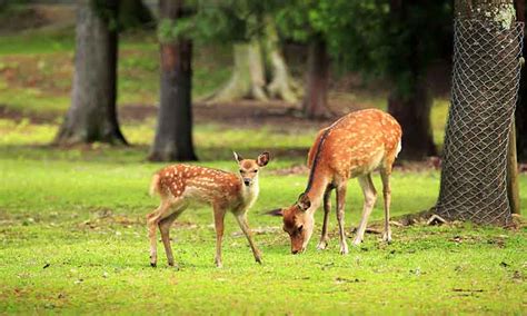 Guindy National Park Chennai History Timings Entry Fee Location