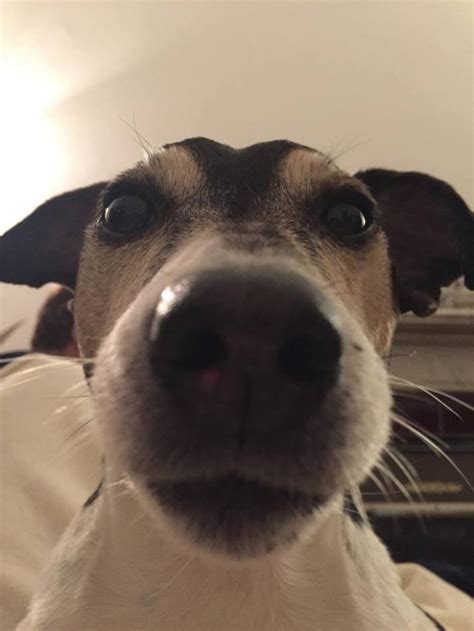 20 Dog Selfies That Will Keep A Smile On Your Face All Day