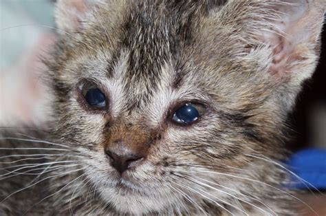 Ada beberapa penyebab mata kucing bisa berair, mulai dari masalah sepele seperti karena mata terkena debu, hingga sebab yang serius karena virus. Mata Kucing Terus Berair, Apakah Berbahaya dan Perlu ke ...