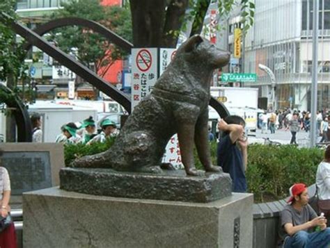 Hachikō the akita's life with professor ueno. Japanese Akita Inu: The Story of Hachiko, the Loyal Dog ...