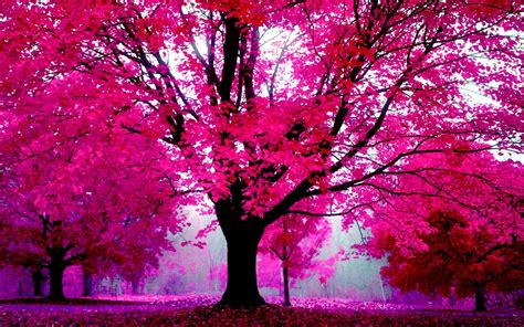 Pink Trees Wallpaper 58 Pictures