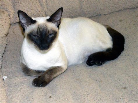 Specialty purebred cat rescue, kenosha, wi. Siamese Cats For Sale | Tucson, AZ #286459 | Petzlover
