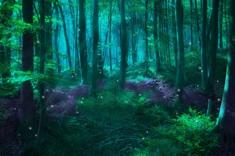 Fairy Forest At Night Wallpapers Top Free Fairy Forest At Night