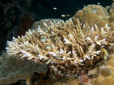 Acropora Nasuta Staghorn Coral Display Full Image