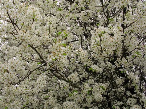 Pear Flowers Spring Blossom Trees Free Nature Pictures By
