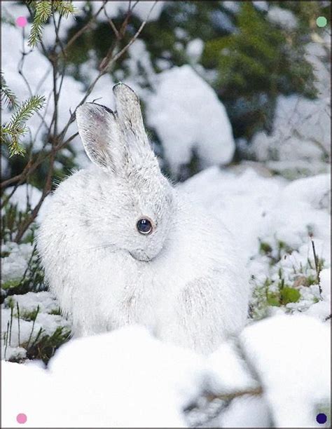 Snow Bunny 3 Animals Beautiful Animals Cute Animals
