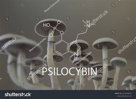 Psilocybin Chemical Formula Mushroom Psychedelic Drug Stock Photo