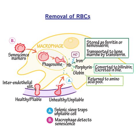 Physiology Glossary Rbc Removal Draw It To Know It