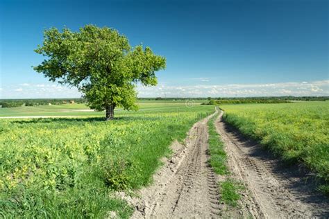 Beautiful Green Tree By Dirt Road And Blue Sky Stock Image Image Of
