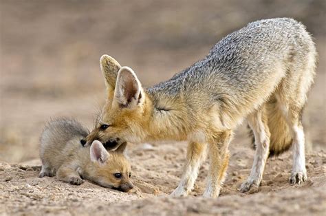 Cape Fox Mother And Young Photograph By Tony Camacho Fine Art America