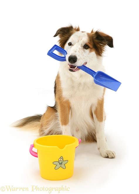 Border Collie Dog With Childs Bucket And Spade Photo Wp14021