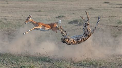 Cheetah and fleeing antelope suspended in the air : r/natureismetal