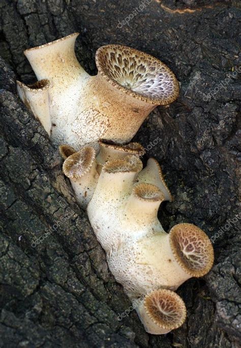 Young Mushrooms Polyporus Squamosus On Tree — Stock Photo © Vnikitenko