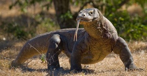 Monitor Lizard Animal Facts A Z Animals