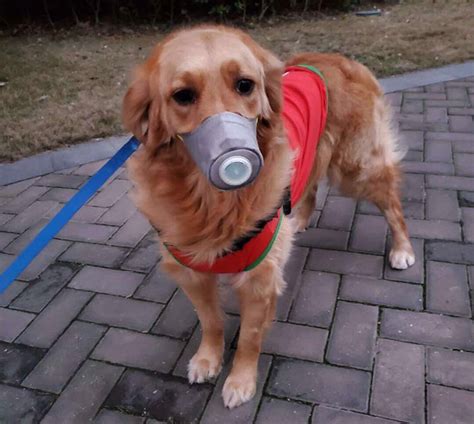 Can cats and dogs transmit coronavirus to humans? Dog Owners Are Buying Face Masks To Protect Dogs From ...