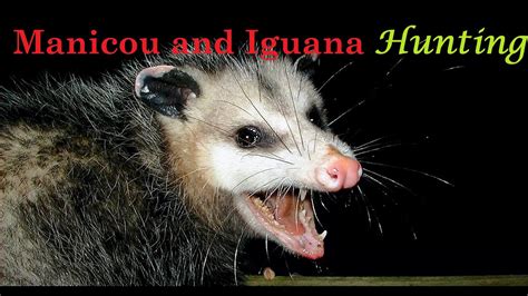 Opossum And Iguana Hunting Part 2 Manicou Nighthunting Challenge