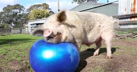 Eager Pigs Love Affair With New Ball Is Glorious Until Pop The Dodo