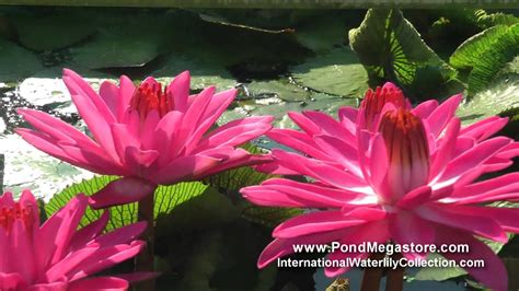 Emily Grant Hutchings Water Lily Pink Night Blooming Waterlily Youtube