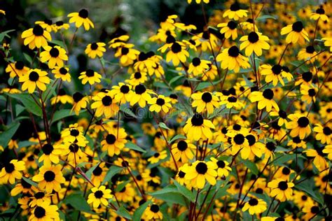 Yellow Flowers Stock Image Image Of Nature Flowers 99710061