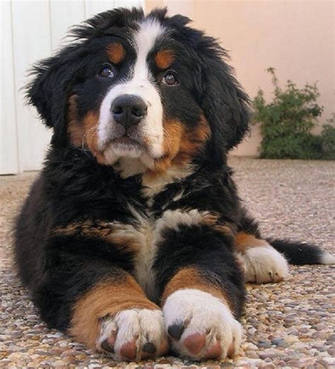 79 Bernese Mountain Dog Poodle Puppies Photo Bleumoonproductions