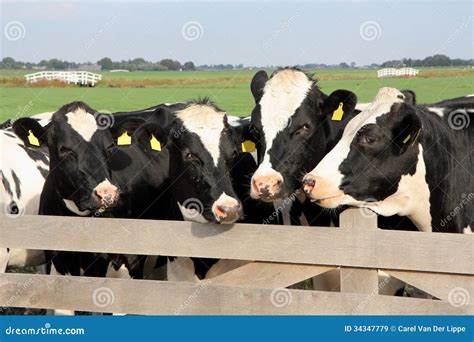 Nederlandse Koeien Achter Een Omheining Stock Afbeelding Image Of