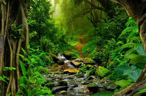 Largest Forests In The World Ultimate Guide To Everything
