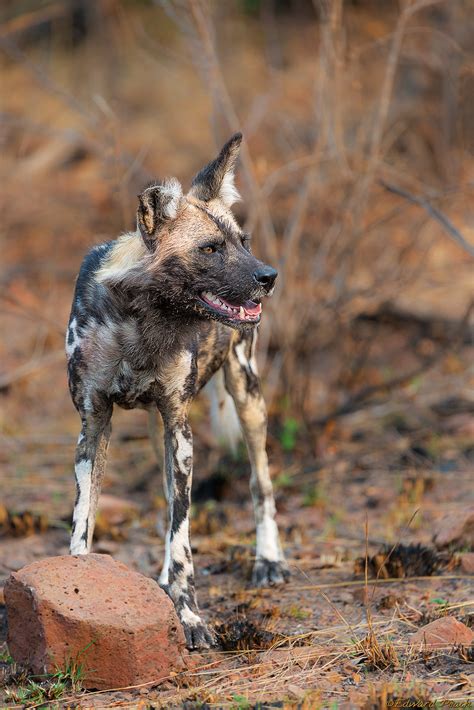 How Do African Wild Dogs Kill Their Prey