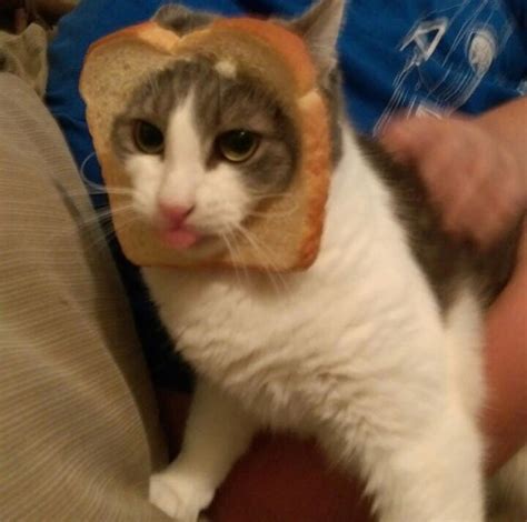 Inbread Cat With A Blep Rblep