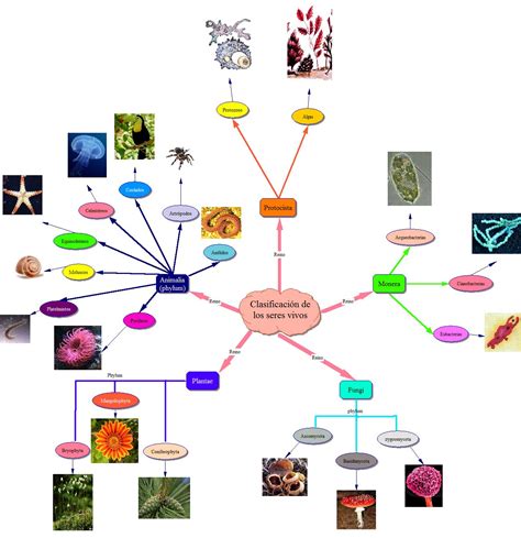 Reinos De Los Seres Vivos Mapa Mental Images Porn Sex Picture