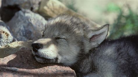 View Source Image Wolf Pup Sleeping Wolf Wolf Puppy