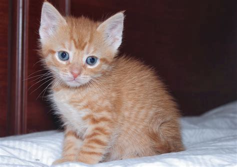 Fluffy Orange Tabby Kitten