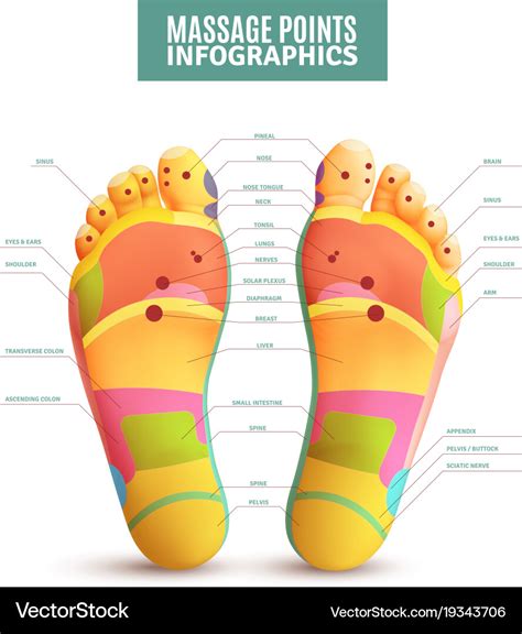 Feet Massage Points Infographics Royalty Free Vector Image