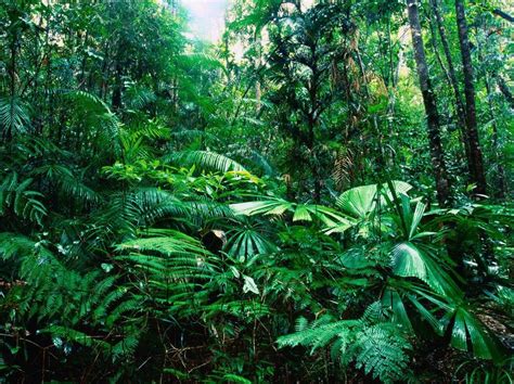 Which animals live in the amazon jungle? Amazon Jungle