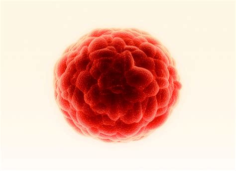 Cancer Stem Cells What You Should Know Promocell