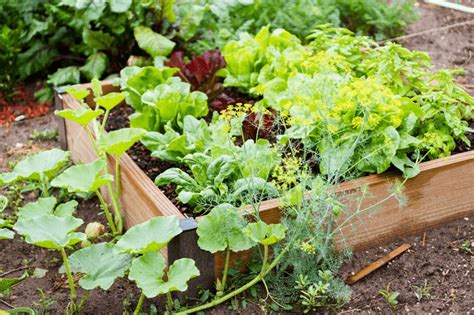 Food Gardening How It Can Help You Save Money