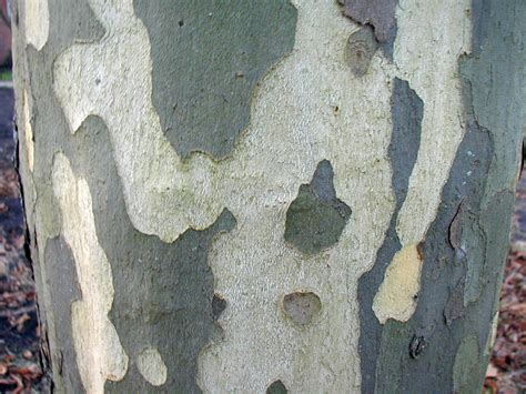 Grey And White Spotted Bark Of Poplar Free Image Download