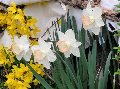 Pretty Daffodils Photograph By Charlotte Gray Fine Art America
