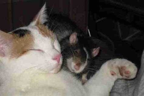 21 Cats And Rats Who Know Its Better To Be Friends Than