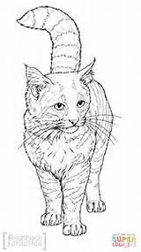 Coloring Cat Pages Pampas Printable Drawing sketch template