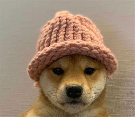 Visit My Friends 💓 Dogs Pup Cute In 2020 Dieren