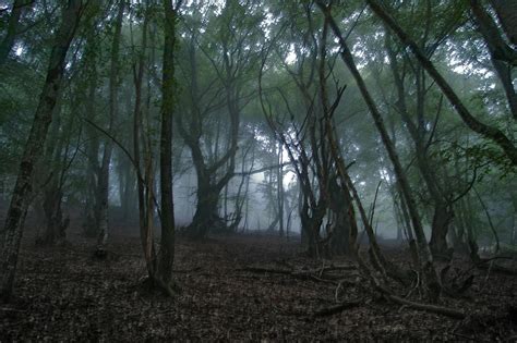 Dark Woods By Narcostock On Deviantart