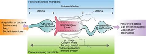 Factors Influencing Composition Of The Gut Microbiota Of Insects