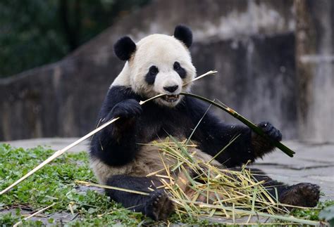 Cosas Acerca De Los Panda Que No Sab As Info Taringa