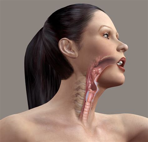 Mechanism Of Sound Throat Anatomy Illustration By Adam Questell