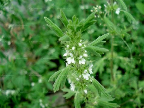 夏至草别名小益母草，学名： lagopsis supina (stephan ex willd.) 夏至草图片_开花的夏至草图片大全 - 花卉网
